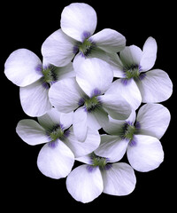 Fototapeta na wymiar White-purple flowers on the black isolated background with clipping path. Closeup. no shadows. For design. Nature.
