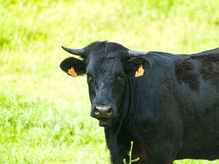 Black cow on countryside looking at camera
