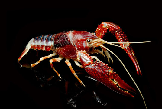 Crayfish Procambarus Clarkii Ghost on black background.