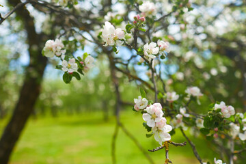 apple blossom