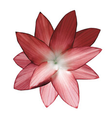 Red-white flower.  White isolated background with clipping path.   Closeup.  no shadows.  For design.  Nature.