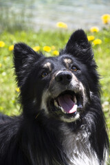 Primo piano del cane che gioca in riva al lago