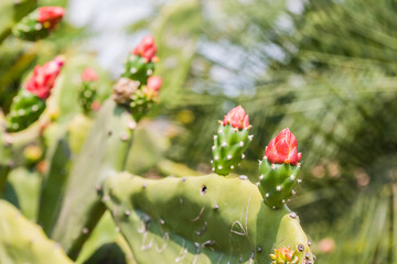 beauty of cactus flower