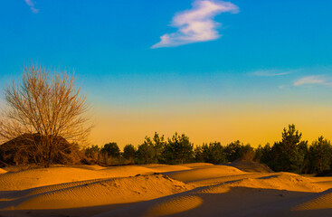 Futuristic, fantastic photo landscape, bare tree without leaves and pine forest in the dunes of sand at sunset.