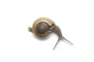 Snail on White background in Southeast Asia.