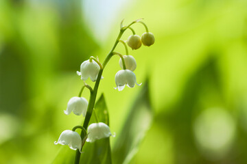 lily of the valley