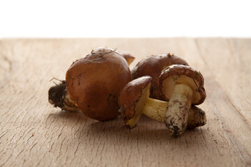 Yellow boletuses mushrooms close up