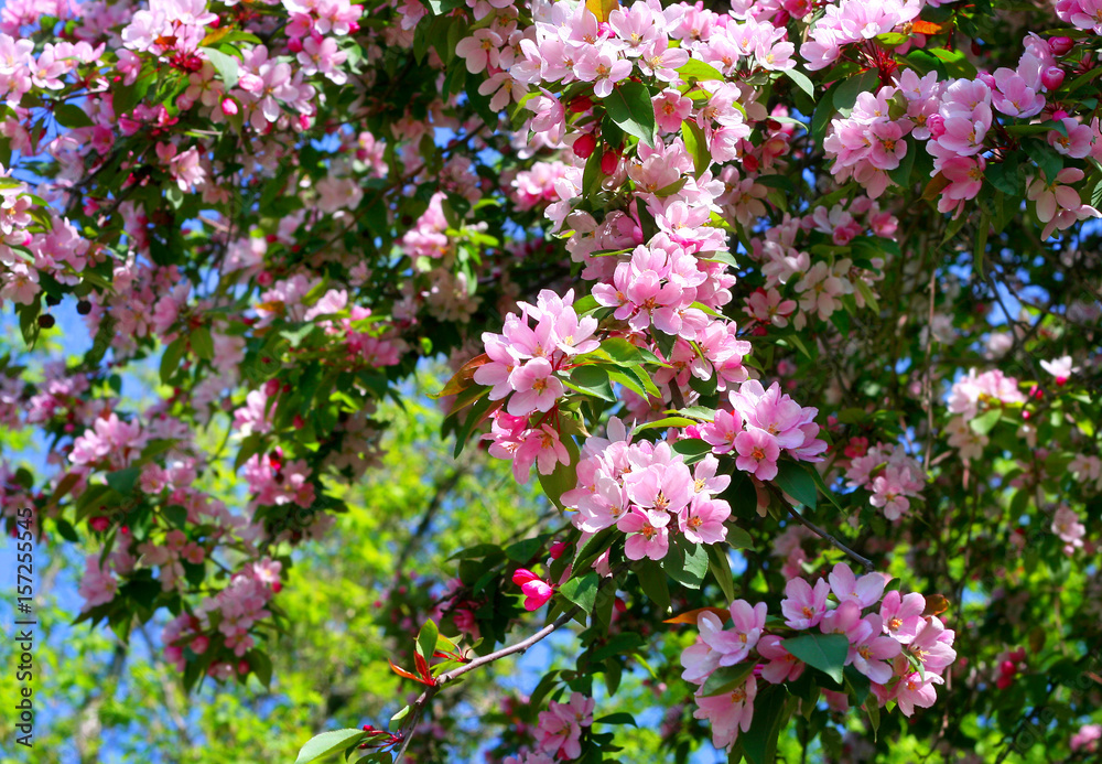 Canvas Prints branch of a blossoming tree
