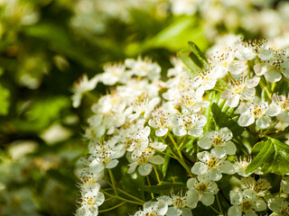 Crataegus monogyna - Common hawthorn on blooming on springtime