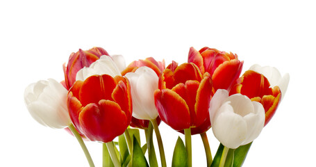 Bouquet of white and red tulips