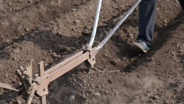 Planting potatoes using a horse