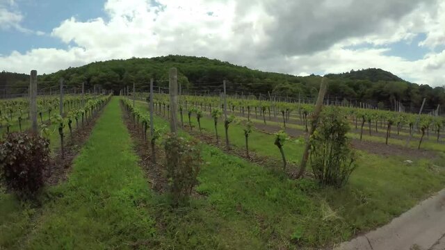 Driven sideways on the vineyard with view to young growing vine