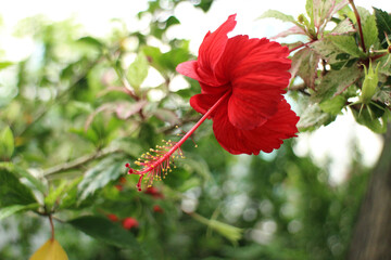 Red Hibiscus in the Patk