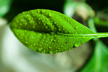 Fototapeta na wymiar Mandarin leaf with dew drops