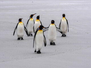 King Penguin Group, Aptenodytes patagonica, on the white sandy beach of Volunteer Point, Falklands / Malvinas