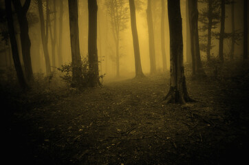 dark forest landscape with trees in fog