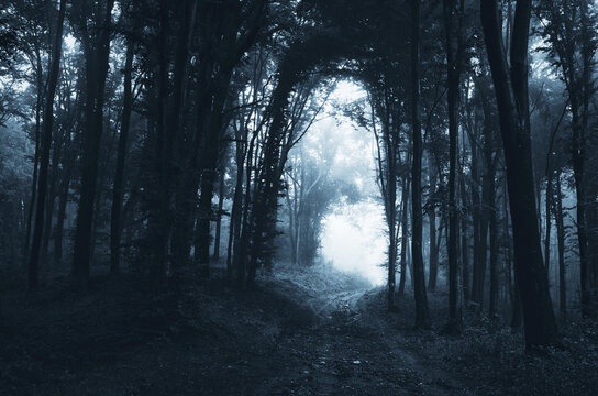 scary road through forest on Halloween night scary background
