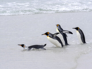 Fototapeta na wymiar King Penguin Group, Aptenodytes patagonica, jumps into the seaVolunteer Point Volunteer Point, Falklands / Malvinas