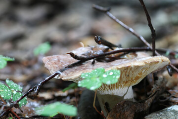 boletus mushroom drop of water