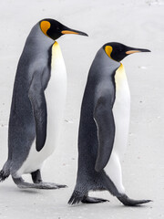 Fototapeta premium King penguin, Aptenodytes patagonica, Volunteer Point, Falklands / Malvinas