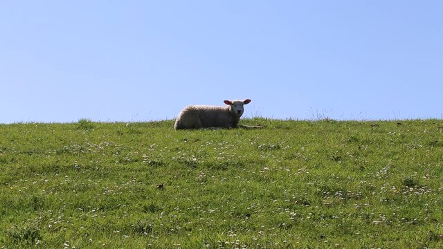 Schafe und Lämmer am Deich an der Nordsee