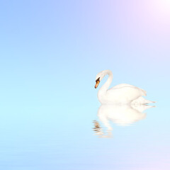 Mute swan on blue water