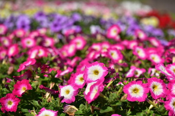 カラフルなペチュニア