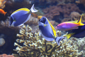 Fototapeta na wymiar Coral fish blue tang