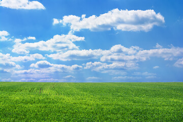 Fototapeta na wymiar green field on a background of the blue cloudy sky