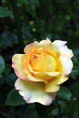 Yellow rose flower on garden.