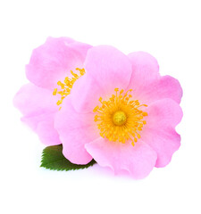 Rosehip flowers isolated.Pink flowers.