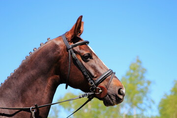 портрет лошади перед соревнованиями