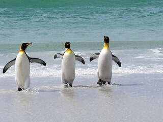 Plakat King Penguin Group, Aptenodytes patagonica, comes from the sea on the beach of Volunteer Point, Falklands / Malvinas