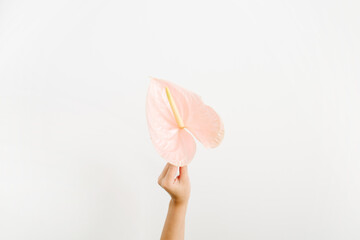 Beautiful pink anthurium flower in girl's hand isolated on white background. Flat lay, top view. Floral composition - obrazy, fototapety, plakaty