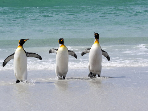 King Penguin Group, Aptenodytes patagonica, comes from the sea on the beach of Volunteer Point, Falklands / Malvinas