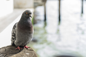 Pigeon around the city of venice, italy