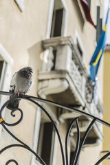 Pigeon around the city of venice, italy