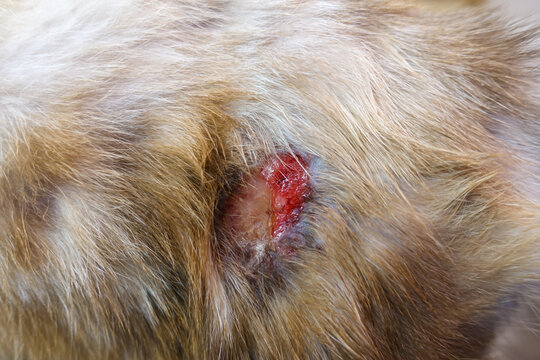 Cat With Abscess From Bite Wound On Skin