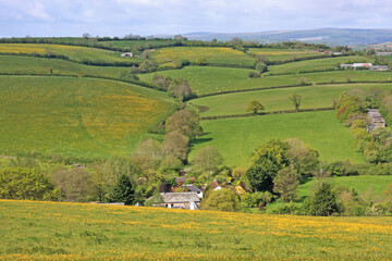 Fototapeta na wymiar Fields in Devon in Spring
