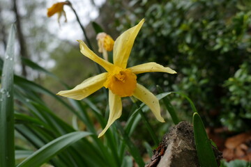 Fleur des Pyr&eacute;n&eacute;es&nbsp;:&nbsp;Jonquille