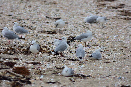 Group of red-billed seagulls Larus novaehollandiae resting on sandy beach.