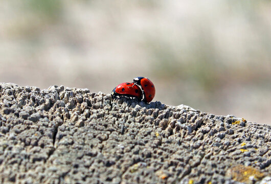 Mariquitas en reproducci&oacute;n (Coccinellidae)