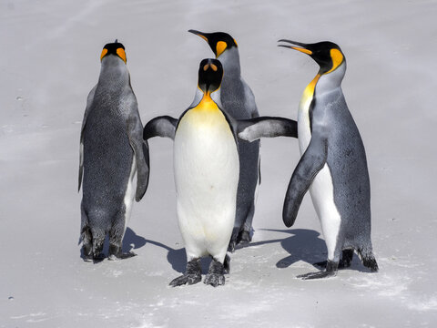 King Penguin Group, Aptenodytes patagonica, on the white sandy beach of Volunteer Point, Falklands / Malvinas