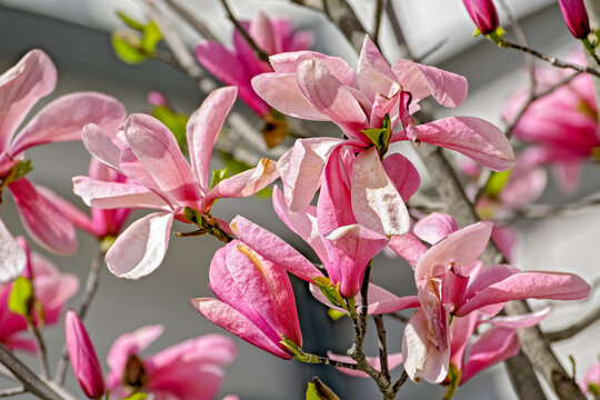 Magnolia flowers on branch