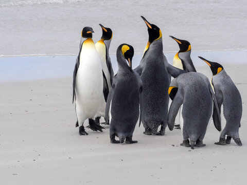 King penguin, Aptenodytes patagonica, Volunteer Point, Falklands / Malvinas