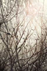Abstract of  bare branches,view through the window on rainy day.Selective focus.