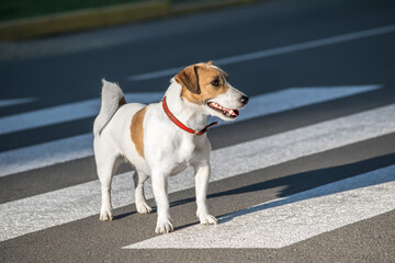 Jack Russell Terrier dog Crossing crosswalk on the road