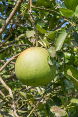 pomelo fruit on tree