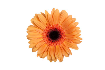 Gerbera orange Freisteller