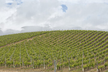 Fototapeta na wymiar Vineyard in Sardinia